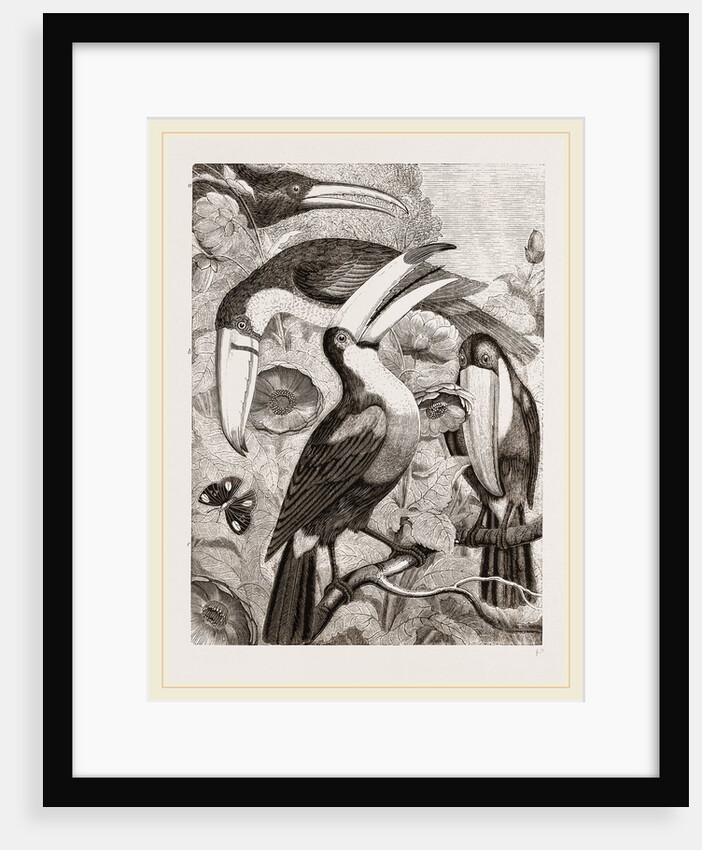 Group of Toucans by Anonymous