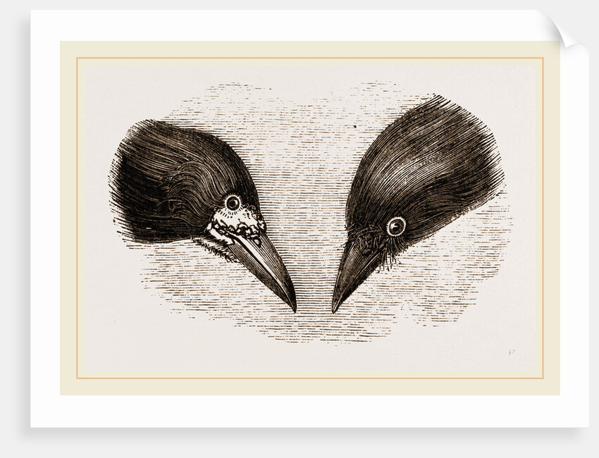 Heads of Rook and Crow by Anonymous