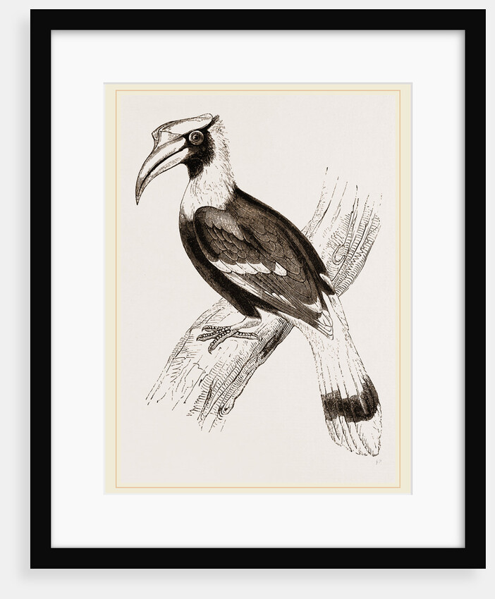 Concav Hornbill by Anonymous