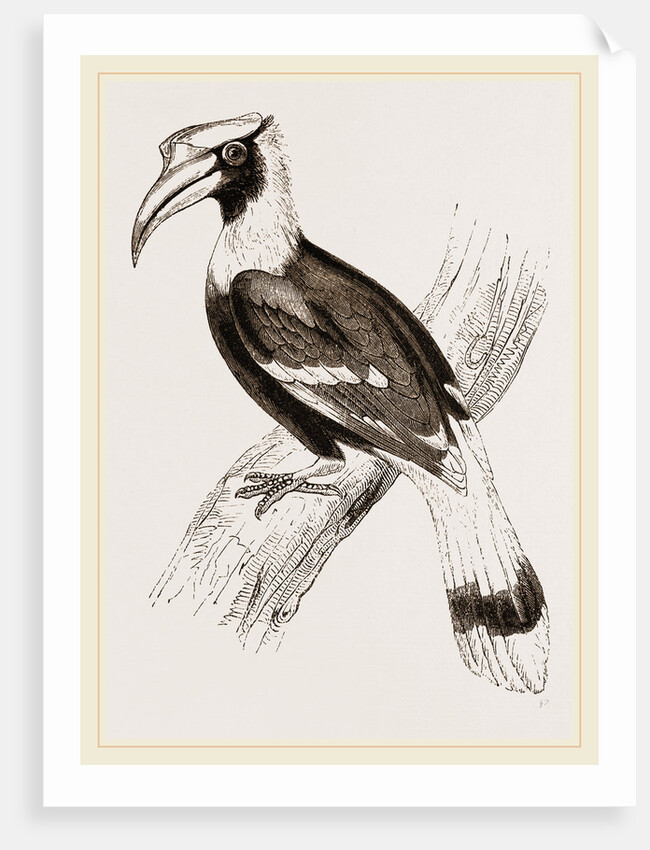 Concav Hornbill by Anonymous