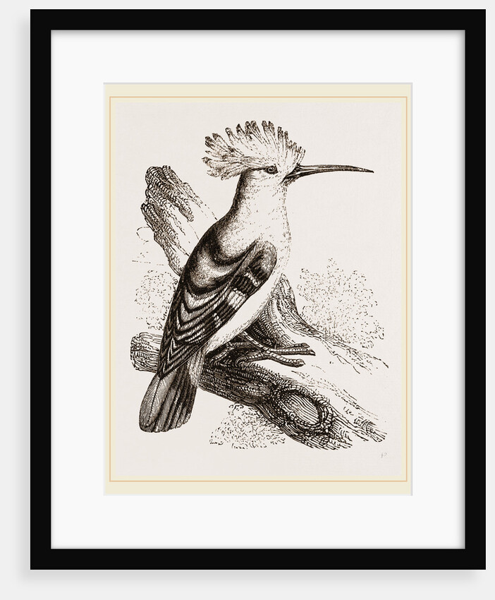 Hoopoe by Anonymous