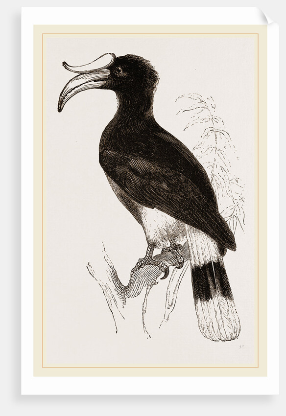 Rhinoceros Hornbill by Anonymous