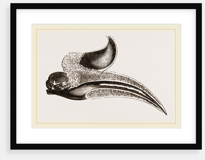 Section of Head Rhinoceros Hornbill by Anonymous