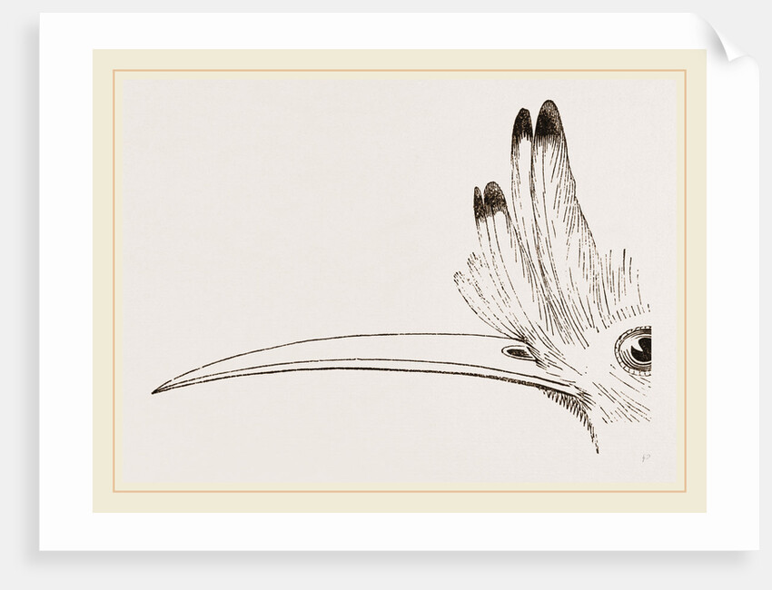 Head of Hoopoe by Anonymous