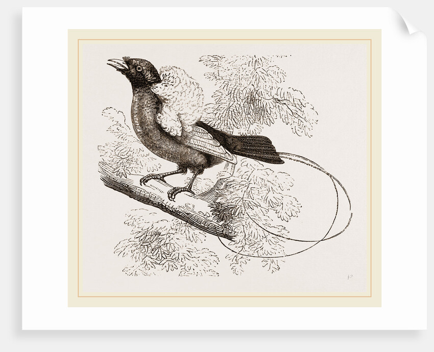 Bird of Paradise by Anonymous