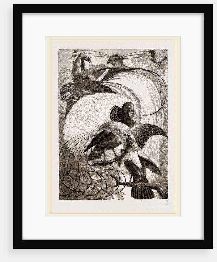 Birds of Paradise by Anonymous