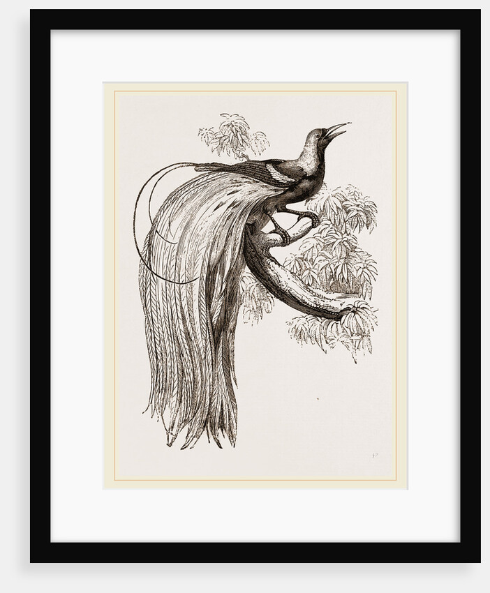 Emerald Bird of Paradise by Anonymous