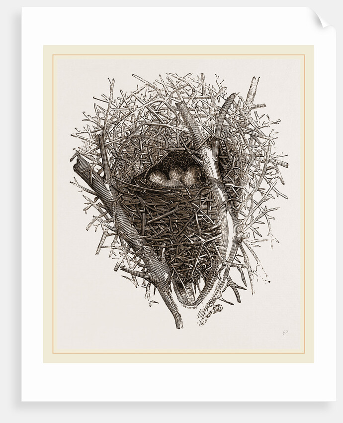 Nest of Magpie by Anonymous
