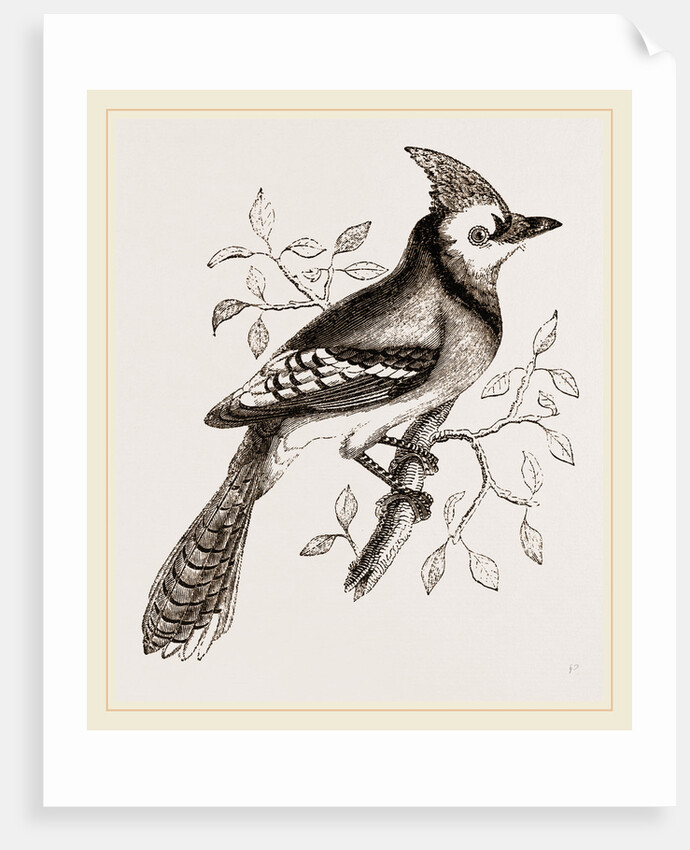 American Bine Jay by Anonymous