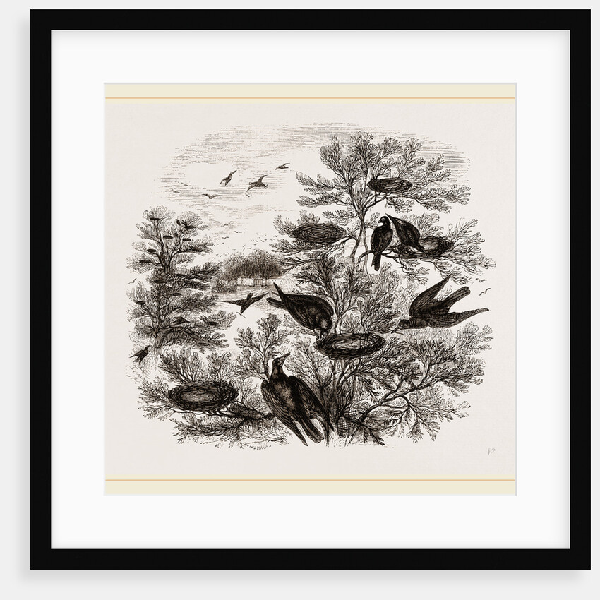 A Rookery by Anonymous