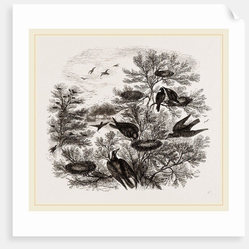 A Rookery by Anonymous