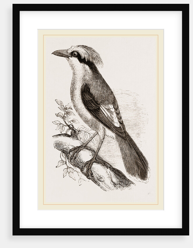 Philippine Crow by Anonymous
