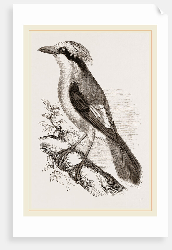 Philippine Crow by Anonymous