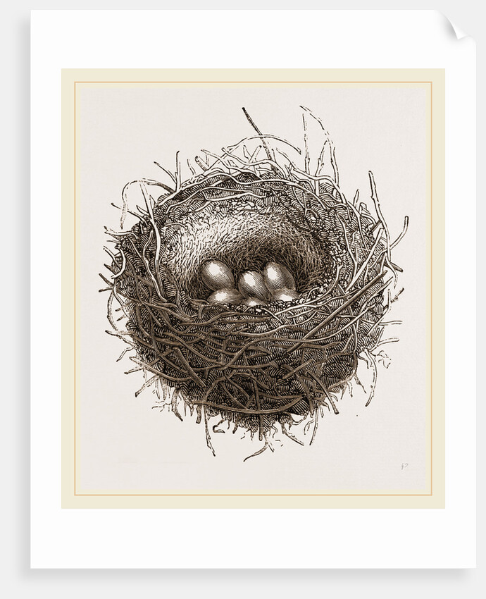Nest of European Jay by Anonymous