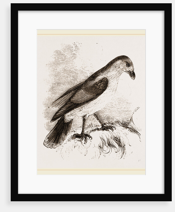Red-billed Pique-boeuf by Anonymous