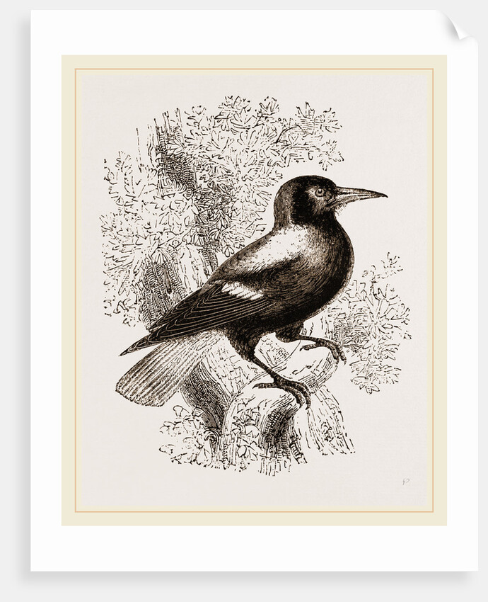Piping Crow by Anonymous