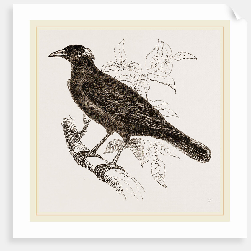 Java Mino-Bird by Anonymous