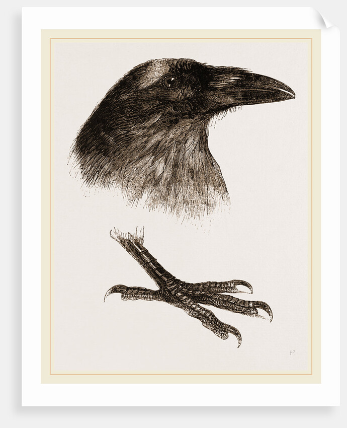 Head and Foot of Raven by Anonymous