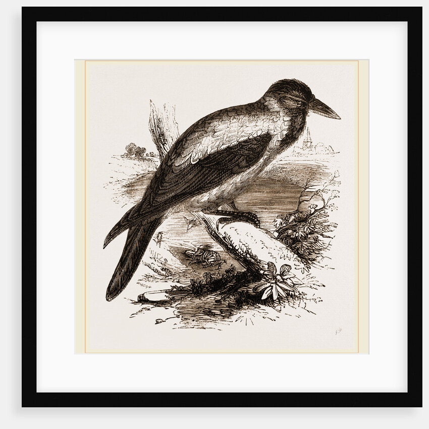 Royston Crow by Anonymous