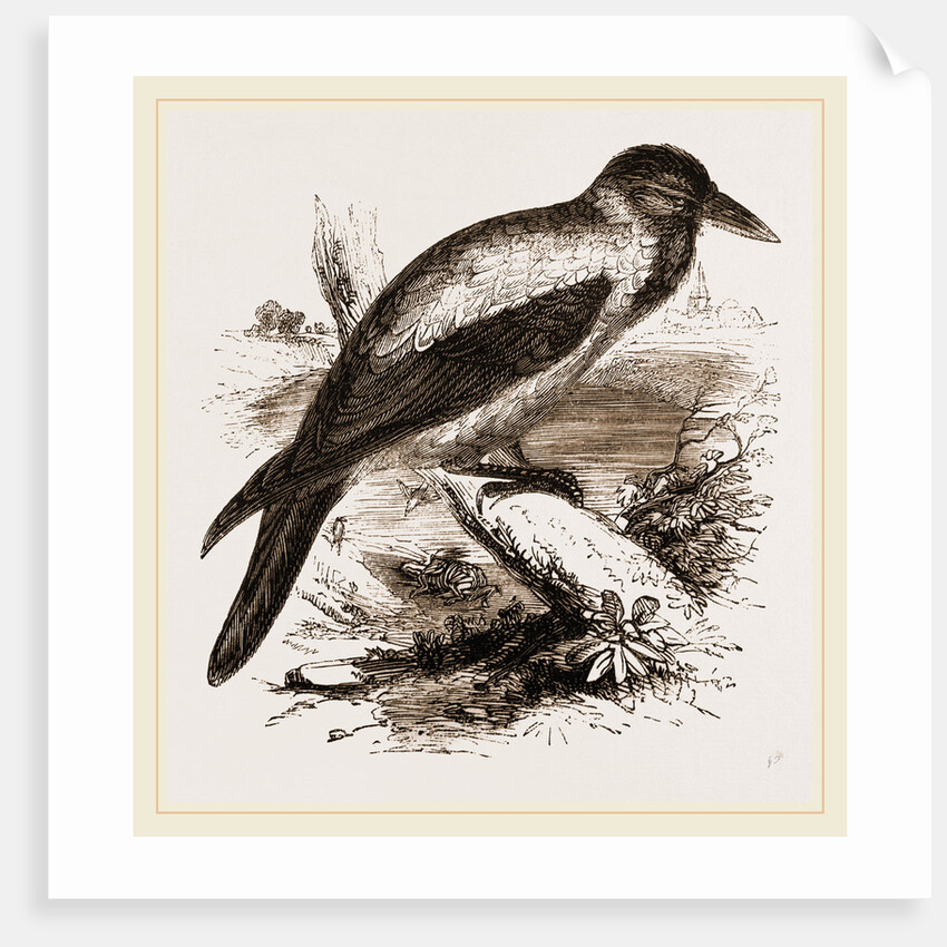 Royston Crow by Anonymous