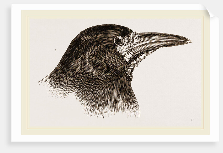 Head of Rook by Anonymous
