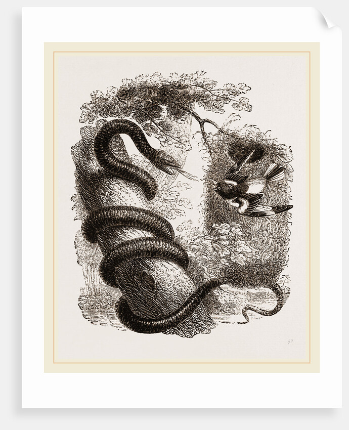 Baltimore Oriole and Black Snake by Anonymous