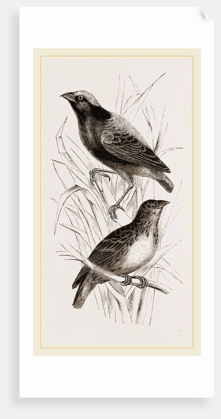 Taha Weaver Birds by Anonymous