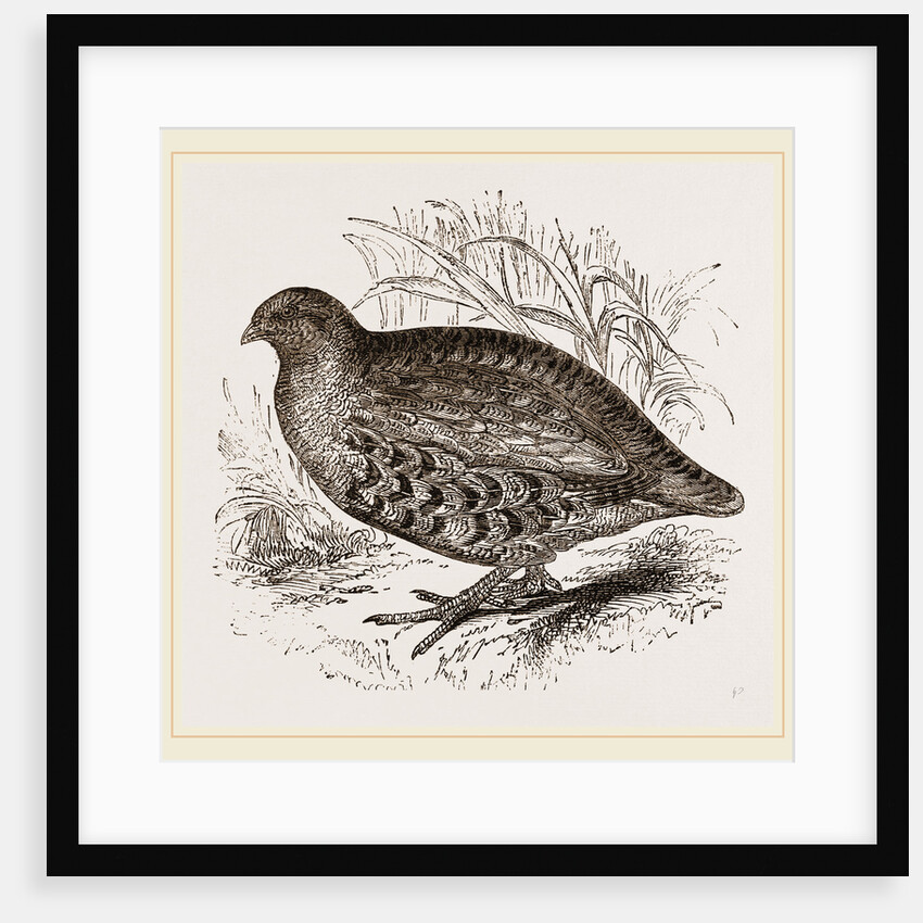 Partridge by Anonymous