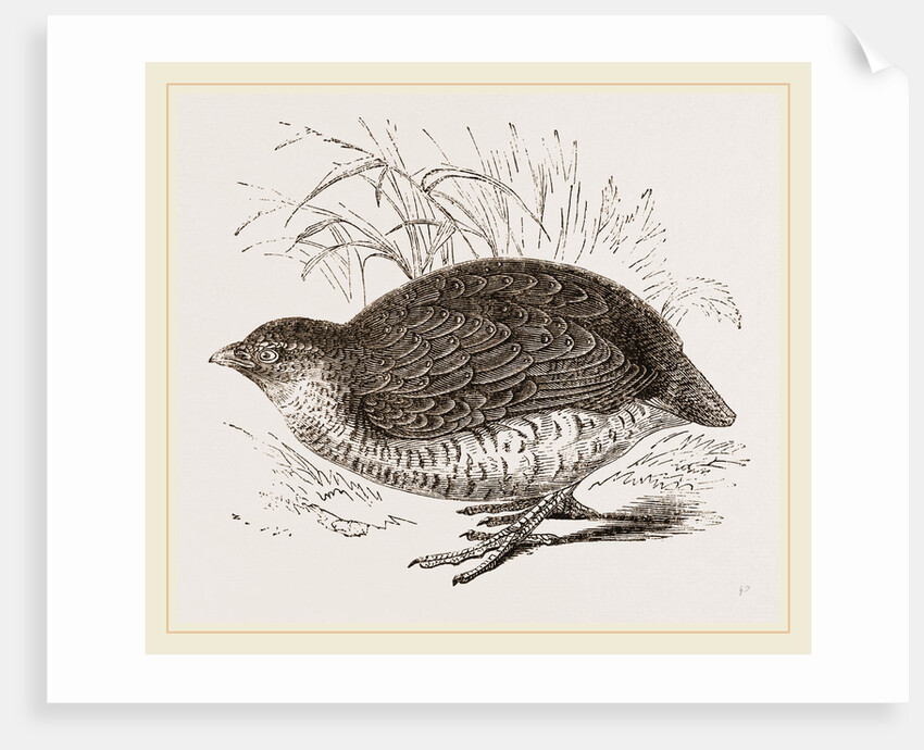 Rock Quail by Anonymous