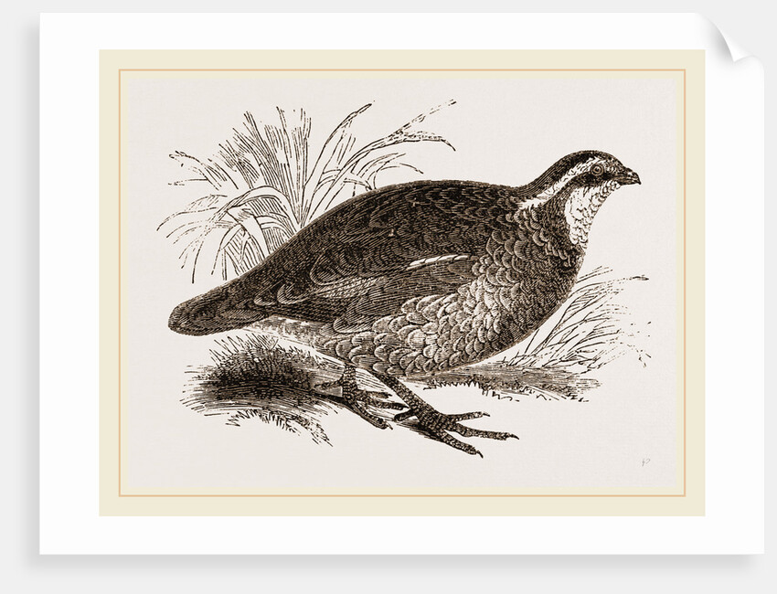 Virginian Quail by Anonymous