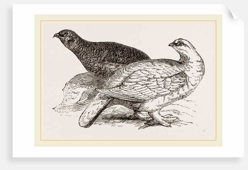 Ptarmigans by Anonymous