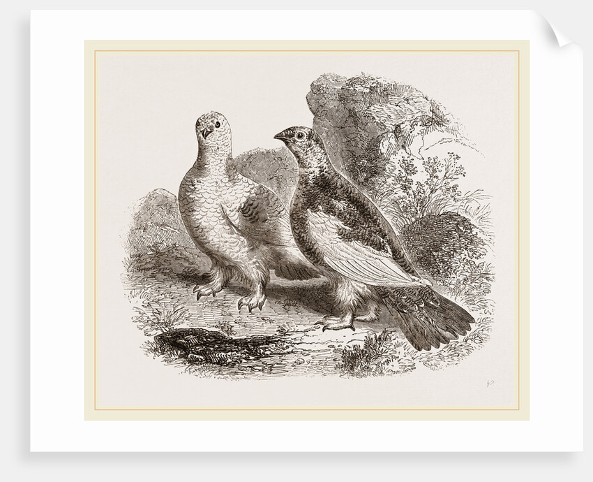 Ptarmigans by Anonymous