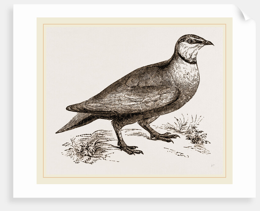 Throat banded Sand Grouse male by Anonymous