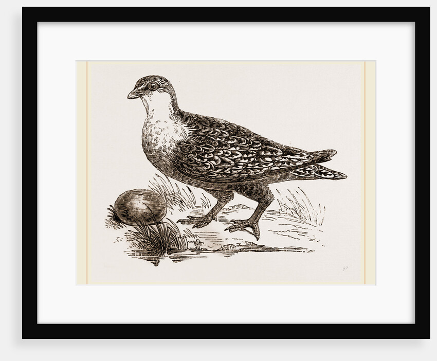 Throat banded Sand Grouse female by Anonymous