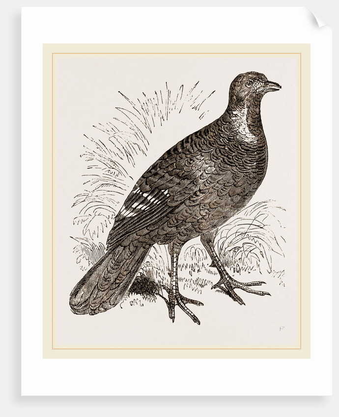 Ferruginous and Grey Francolin by Anonymous