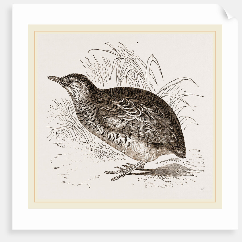 Taigoor Quail by Anonymous
