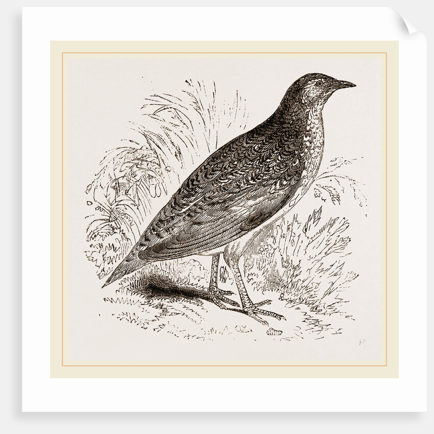 Kunichane Quail by Anonymous