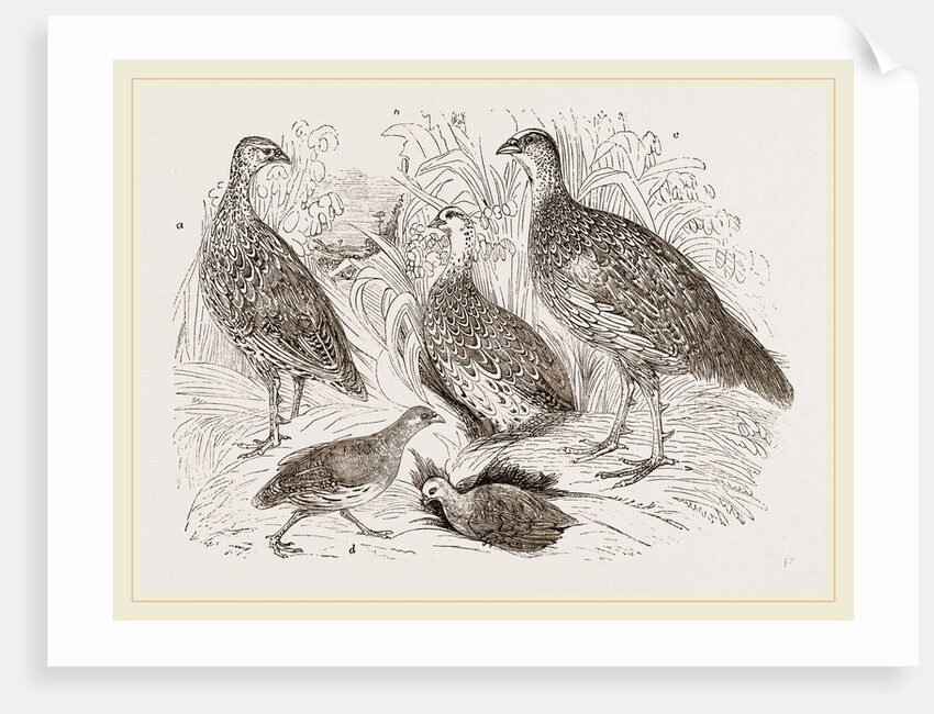 Group of Francolins by Anonymous
