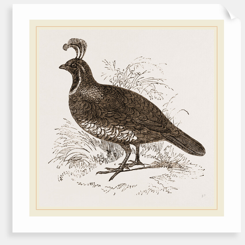 Galifornian Partridge by Anonymous