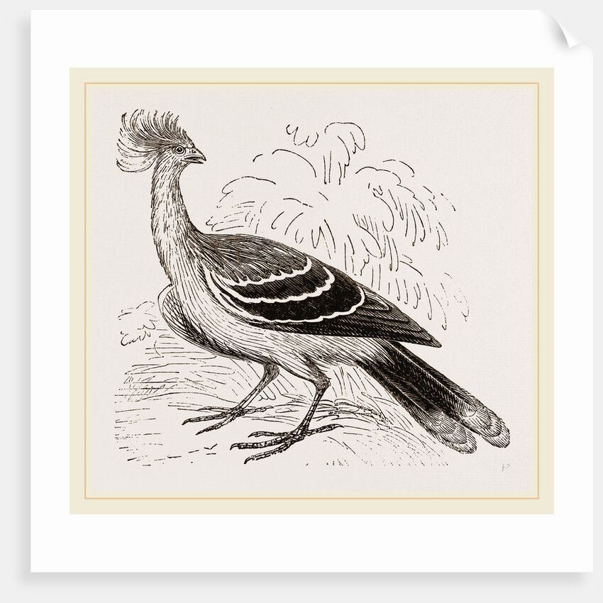 Hoatzin by Anonymous