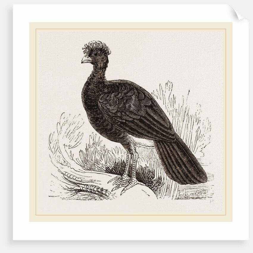 Crested Curassow by Anonymous