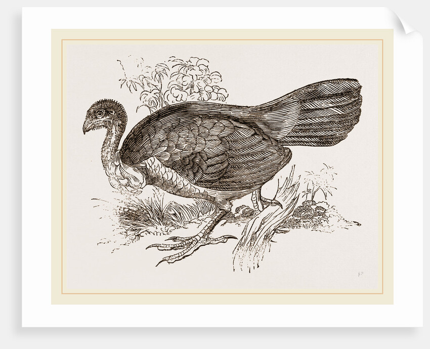 Wattled Talegalla by Anonymous