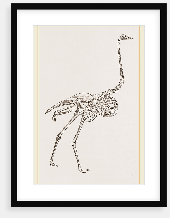Skeleton of Ostrich by Anonymous