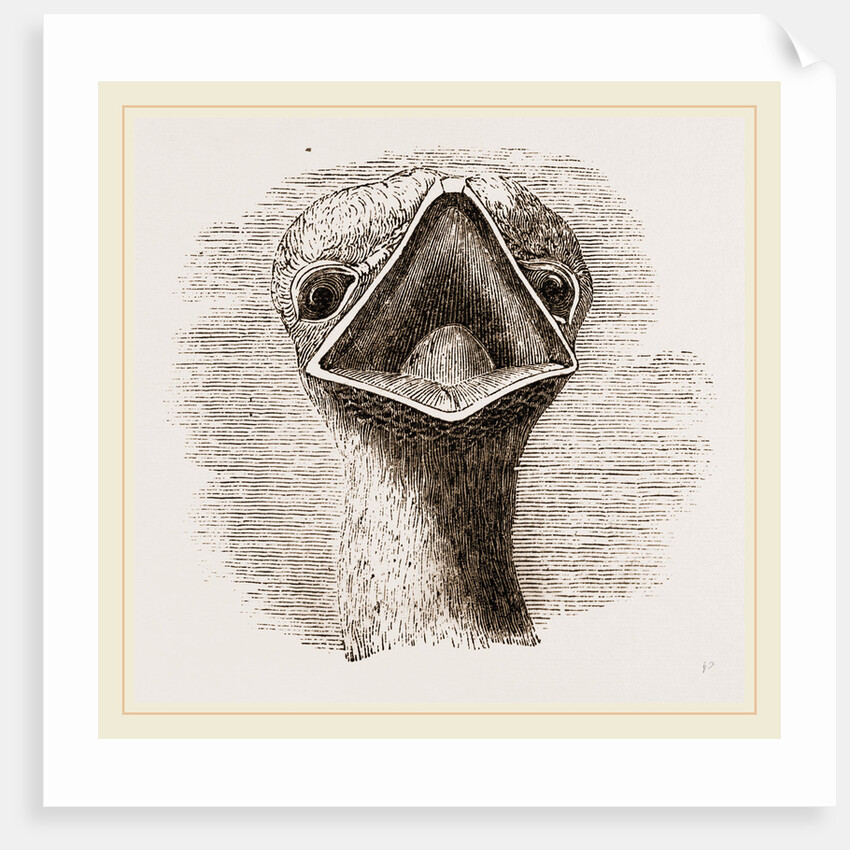 head and Tongue of Ostrich by Anonymous