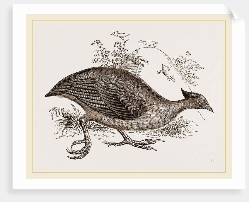 Mound making Megapode by Anonymous