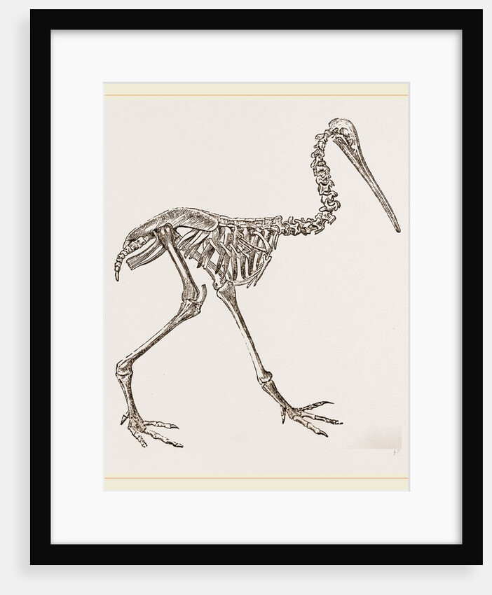 Skeleton of Apteryx by Anonymous