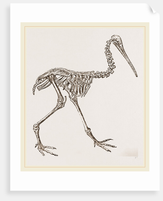 Skeleton of Apteryx by Anonymous