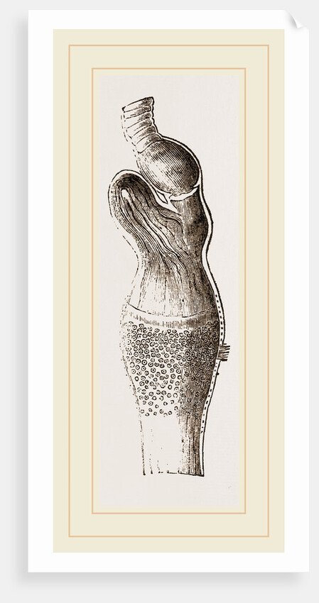 Stomach of Emeu by Anonymous