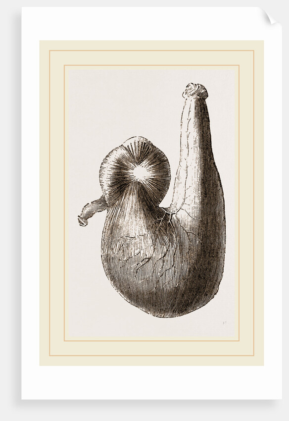 Stomach of Ostrich by Anonymous