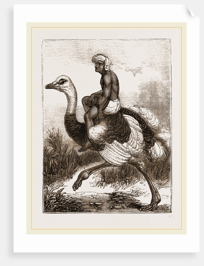 Ostrich carrying a man by Anonymous